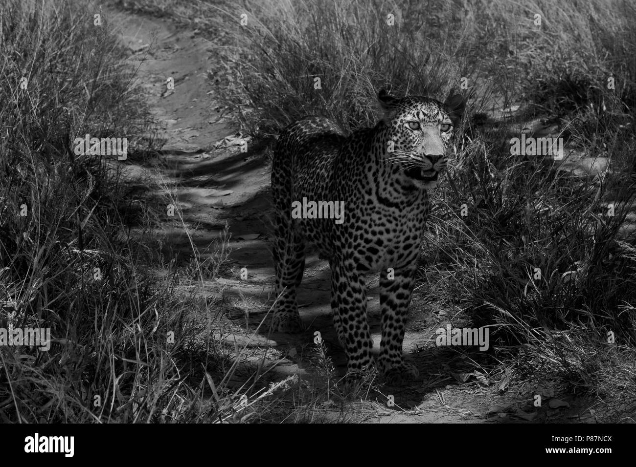 Leopard in Schwarz und Weiß in Kenia Masai Mara Stockfoto