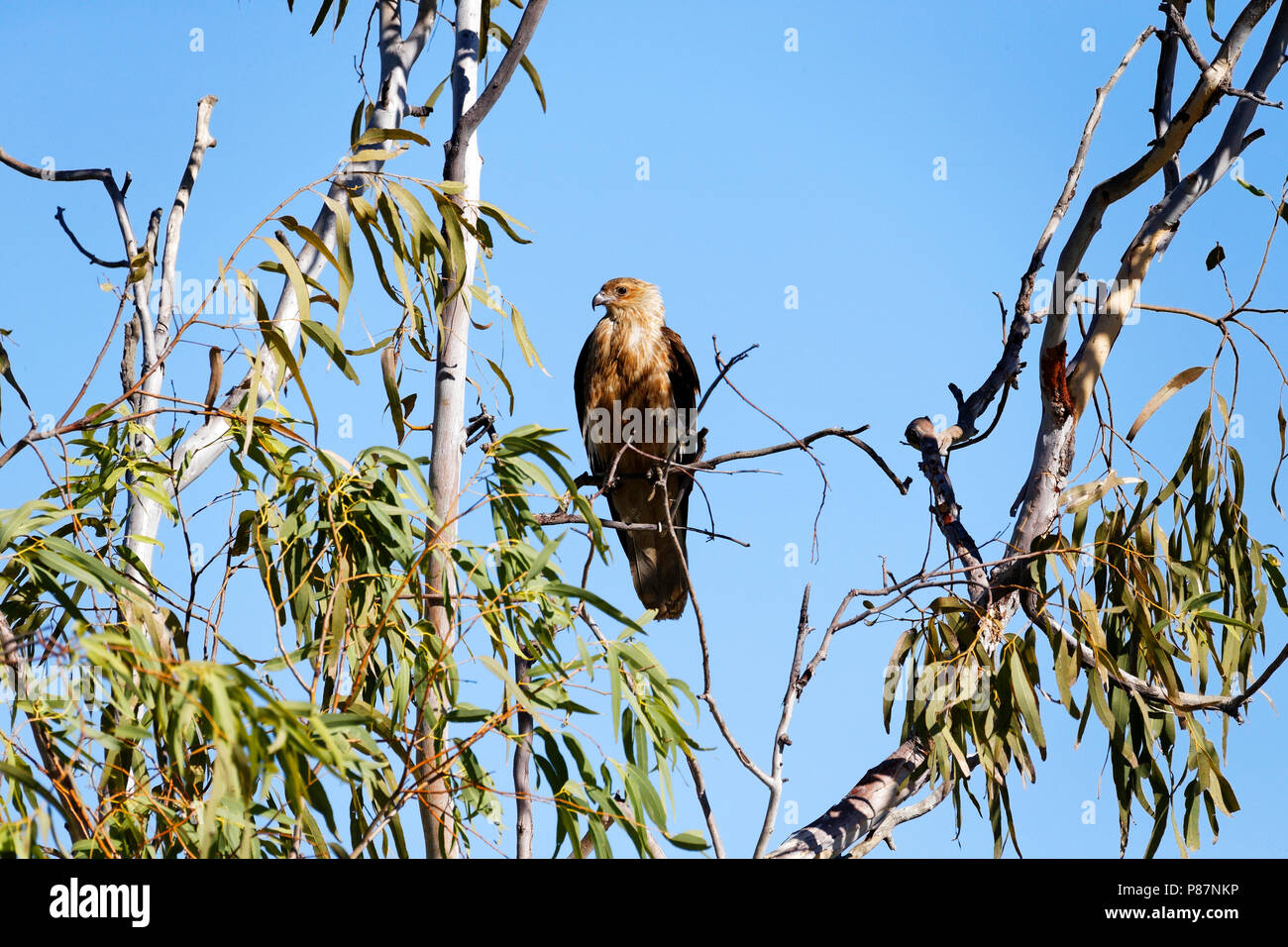 Schwarzer Milan (MILVUS MIGRANS) im Baum gehockt, Western Australia, Western Australia Stockfoto