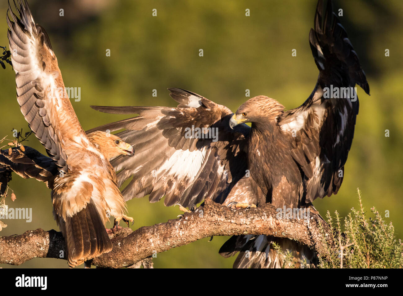 Spaanse Keizerarend, Spanischer Kaiseradler Aquila adalberti Stockfoto