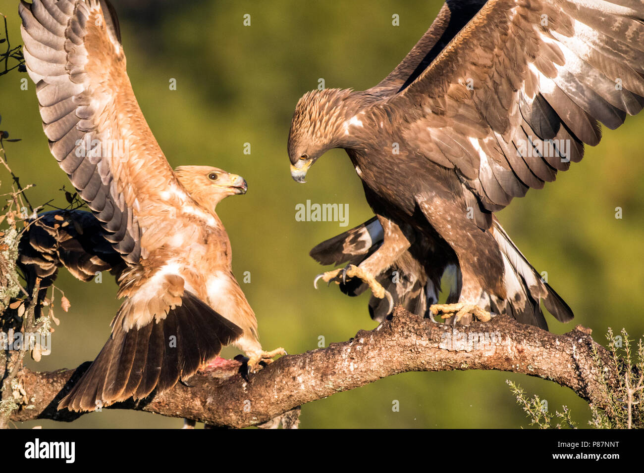 Spaanse Keizerarend, Spanischer Kaiseradler Aquila adalberti Stockfoto