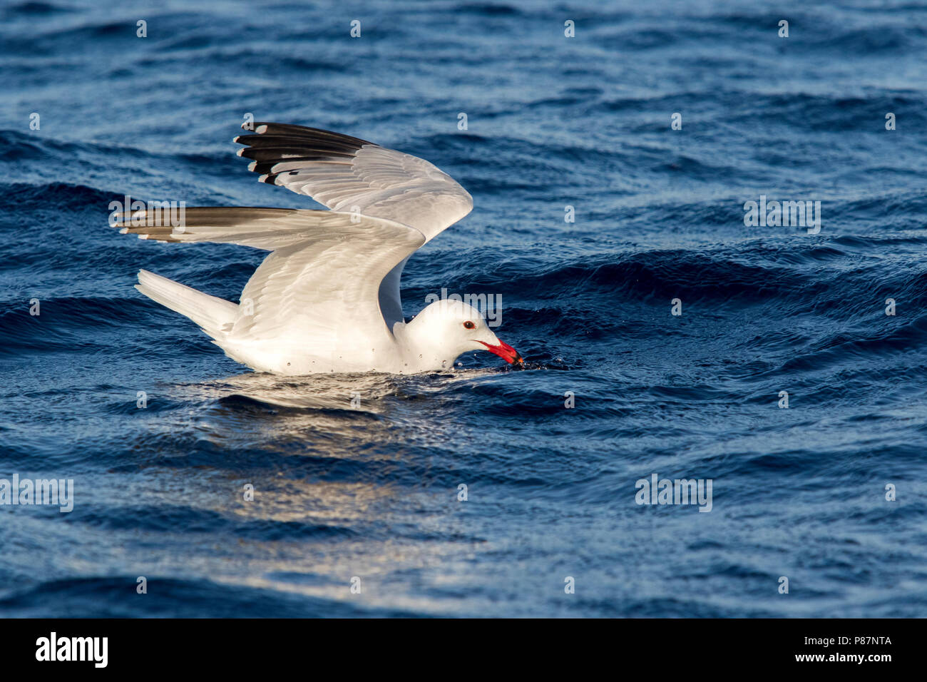Audouin's Gull; Audouins Meeuw, Ichthyaetus audouinii Stockfoto