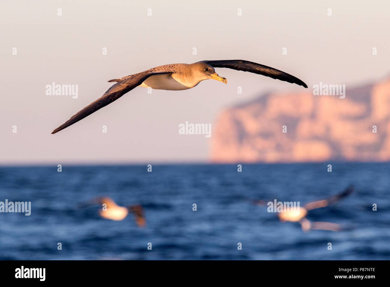 Scopoli's Shearwater; copoli Pijlstormvogel; Calonectris diom Stockfoto