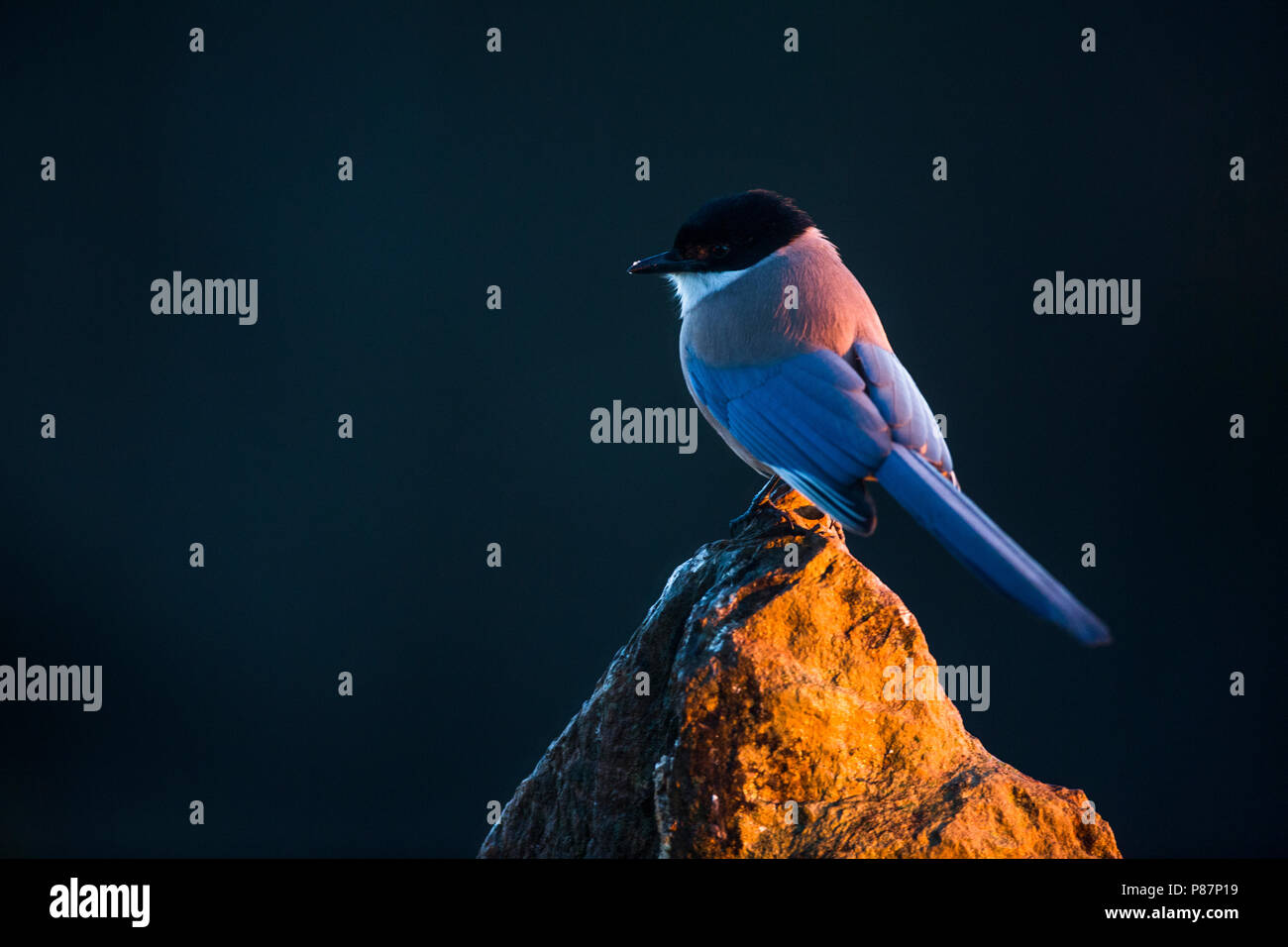 Iberischen Azure - winged Magpie, Blauwe Ekster, Cyanopica cooki Stockfoto