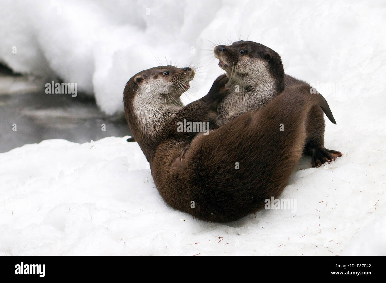 Fischotter (Lutra Lutra) Spielen im Schnee Stockfoto