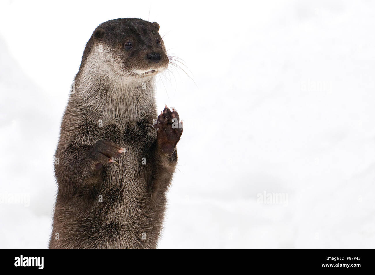 Fischotter (Lutra Lutra) Spielen im Schnee Stockfoto