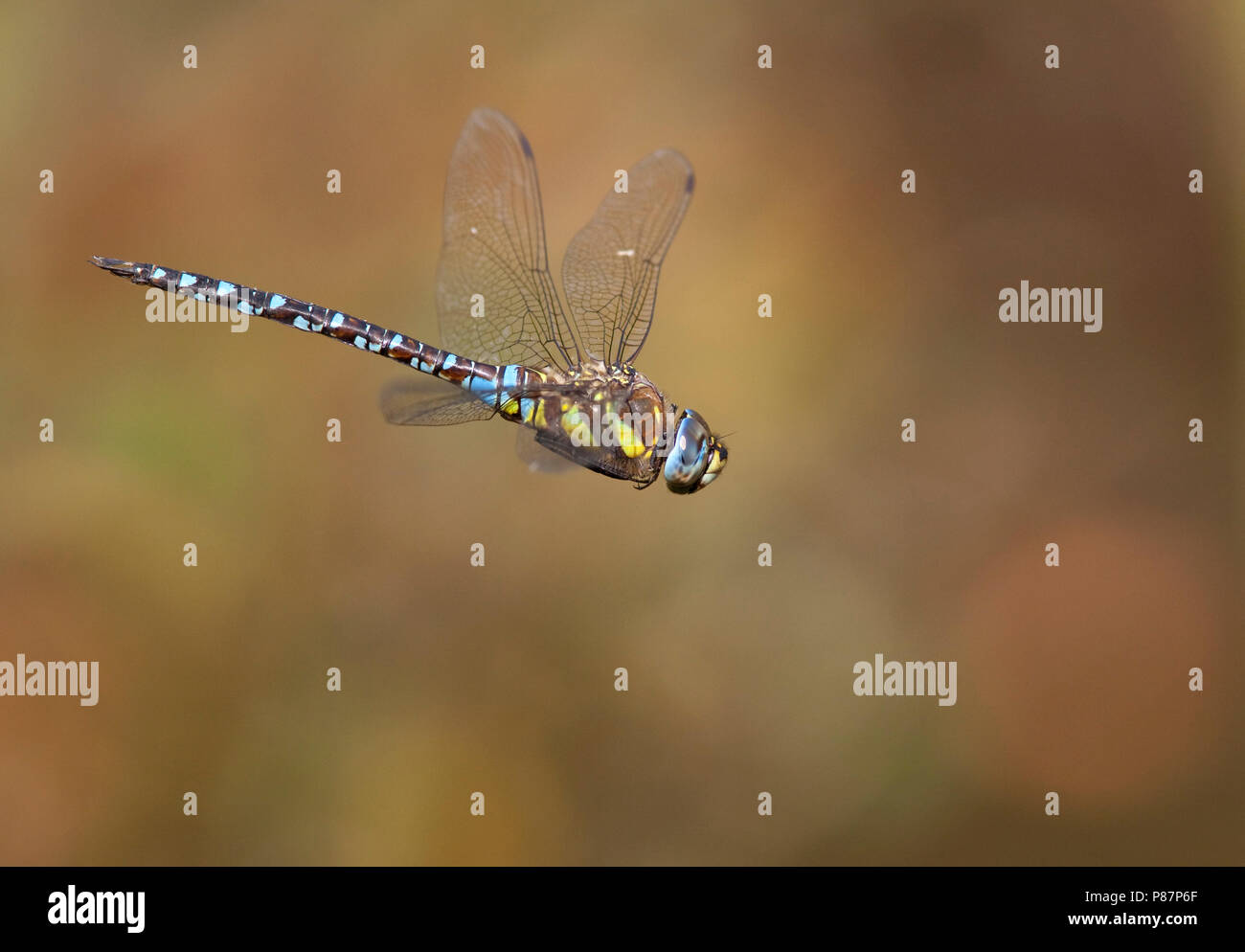 Imago Paardenbijter Mann, Nahaufnahme Vögele spijker; erwachsene Migranten Hawker, close-up gelb Spike. Stockfoto