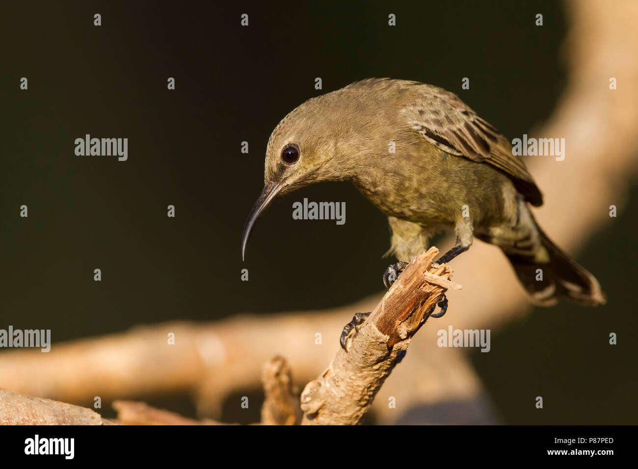 Palästina Sunbird - Jerichonektarvogel - Cinnyris osea ssp. osea, Oman, erwachsene Frau Stockfoto