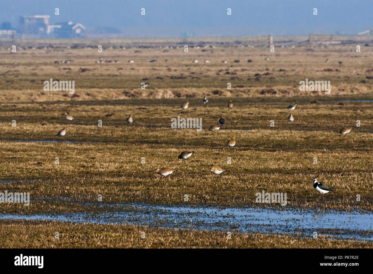 In Arkemheense Overwinterende weidevogels Polder; Überwinterung wiese Vögel; Nederland / Niederlande Stockfoto