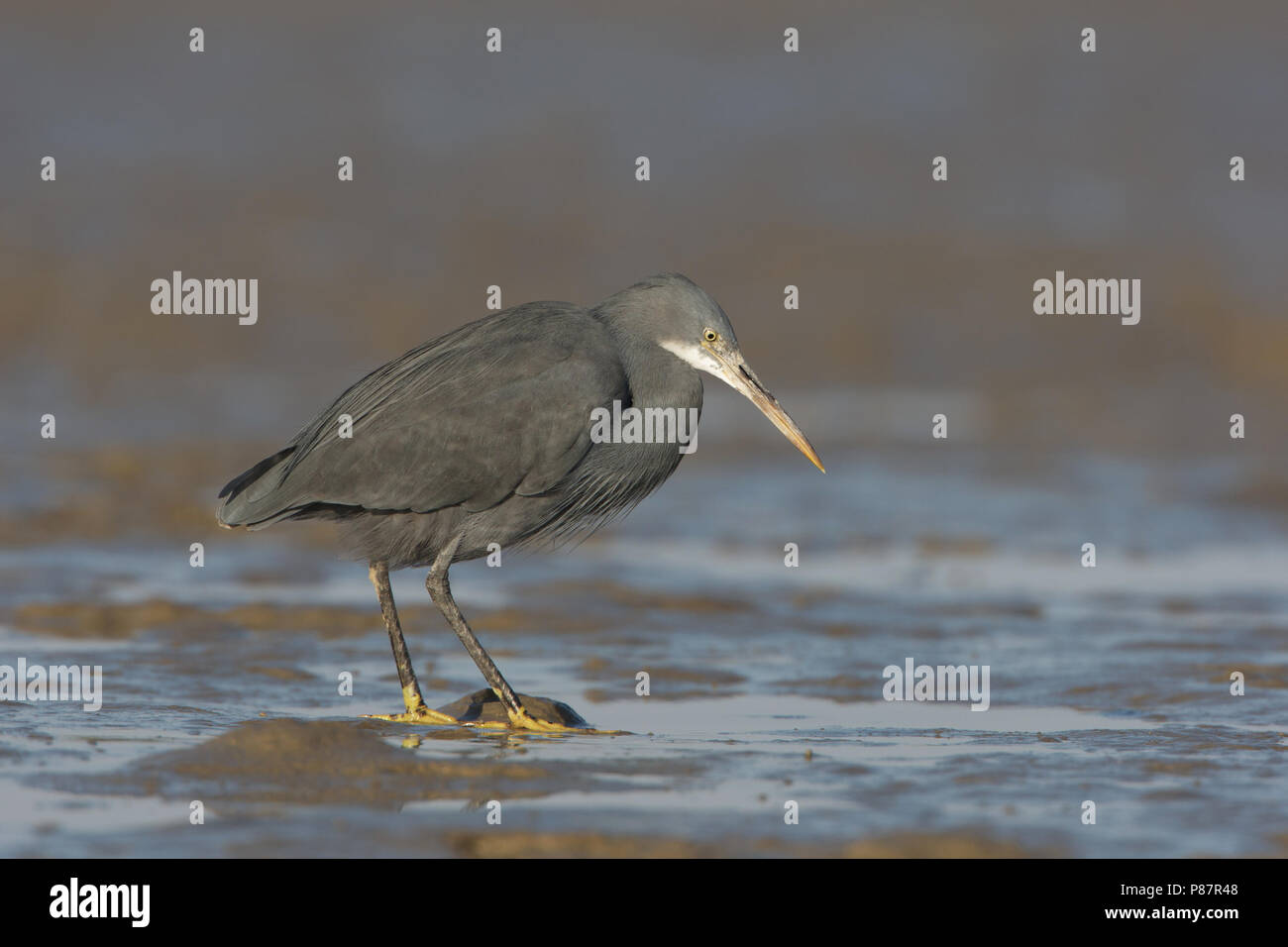 Western Reef Heron, Westelijke Rifreiger, Egretta gularis Stockfoto