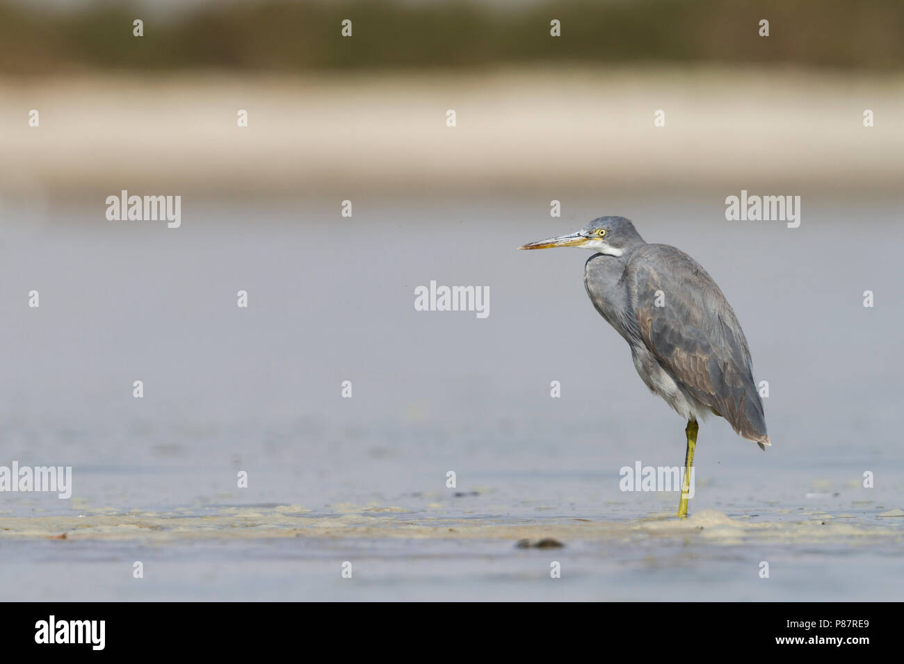 Western Reef-Egret - Küstenreiher - Egretta gularis ssp. schistacea, Oman, dunklen Morph, 2. CY Stockfoto