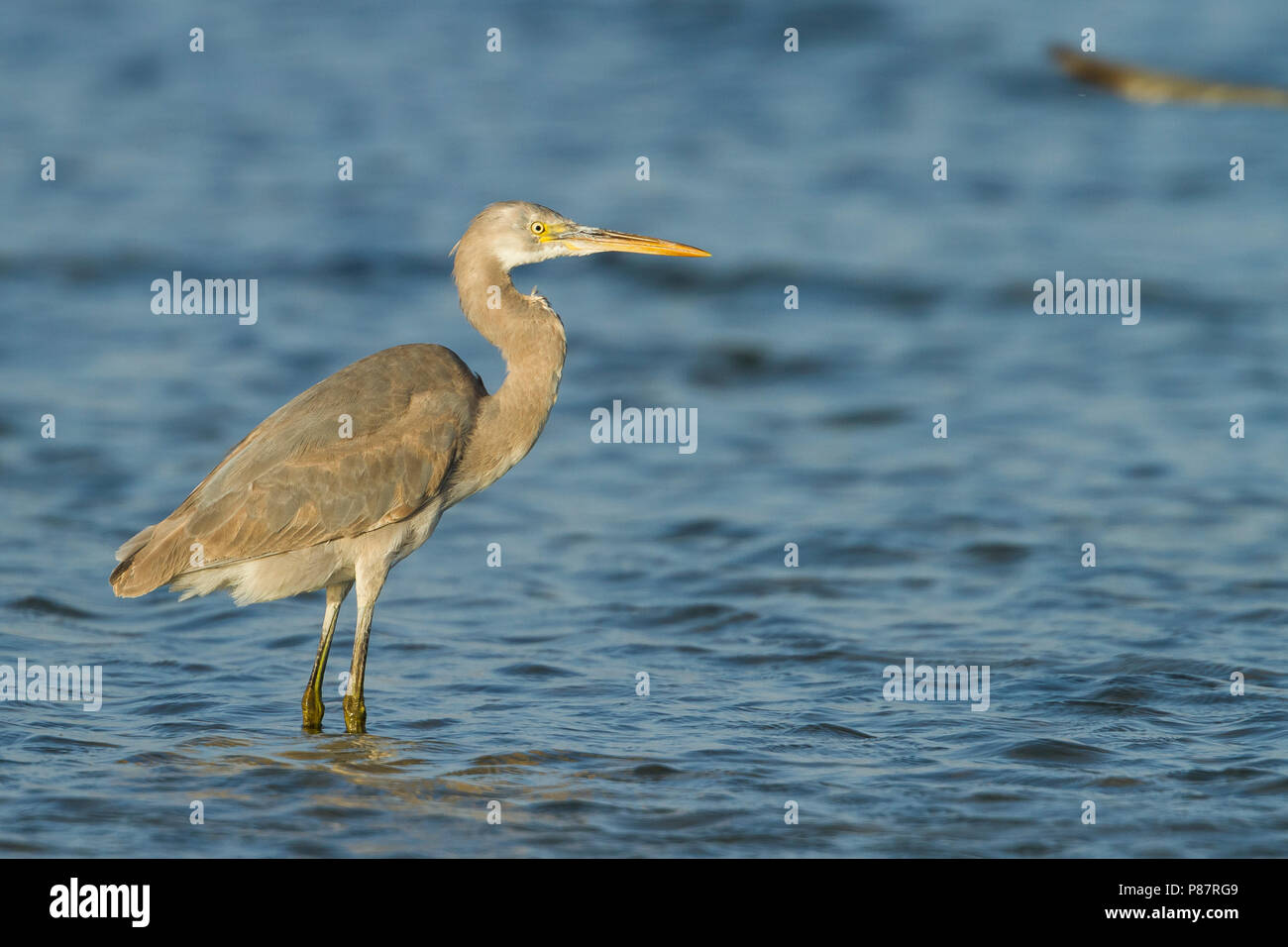 Western Reef-Egret - Küstenreiher - Egretta gularis ssp. schistacea, Oman, dunklen Morph, 2. CY Stockfoto