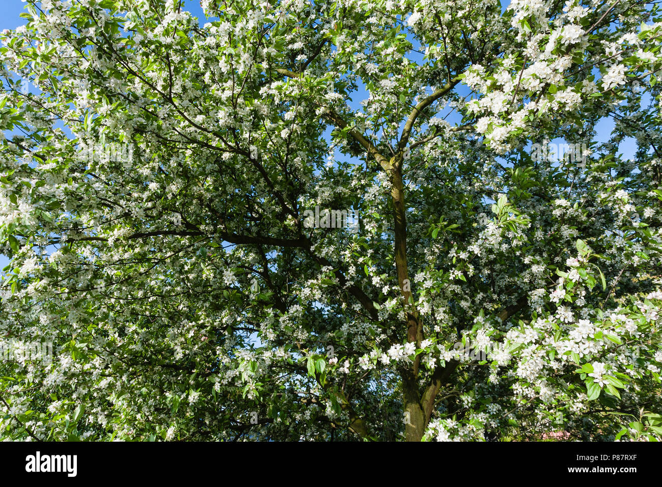 Blühende Prunus Baum an ertrunken Land der Saeftinghe Stockfoto