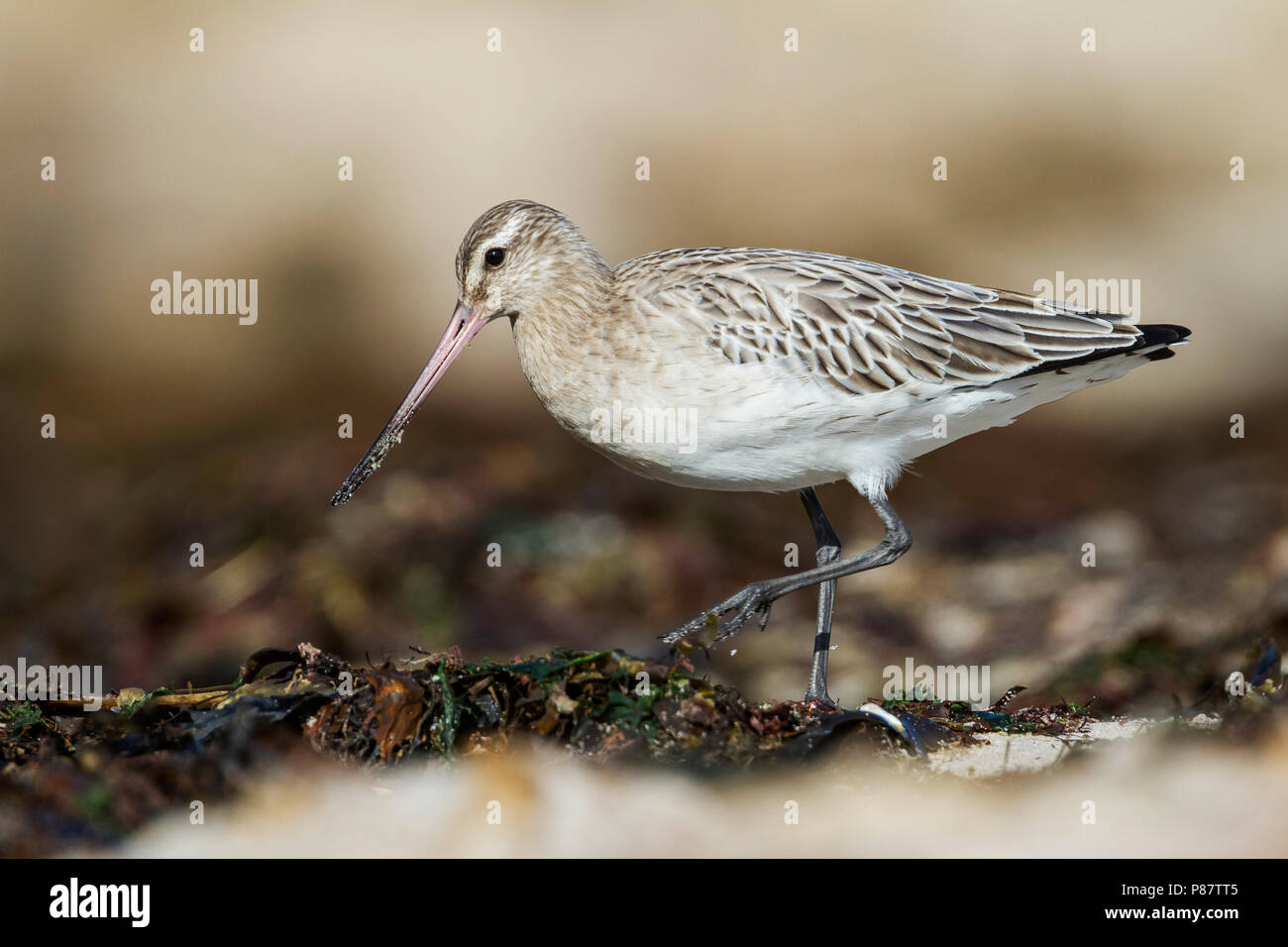 Bar-tailed Godwit - - pfuhlschnepfe Limosa lapponica ssp. lapponica, Deutschland, erwachsene Frau Stockfoto