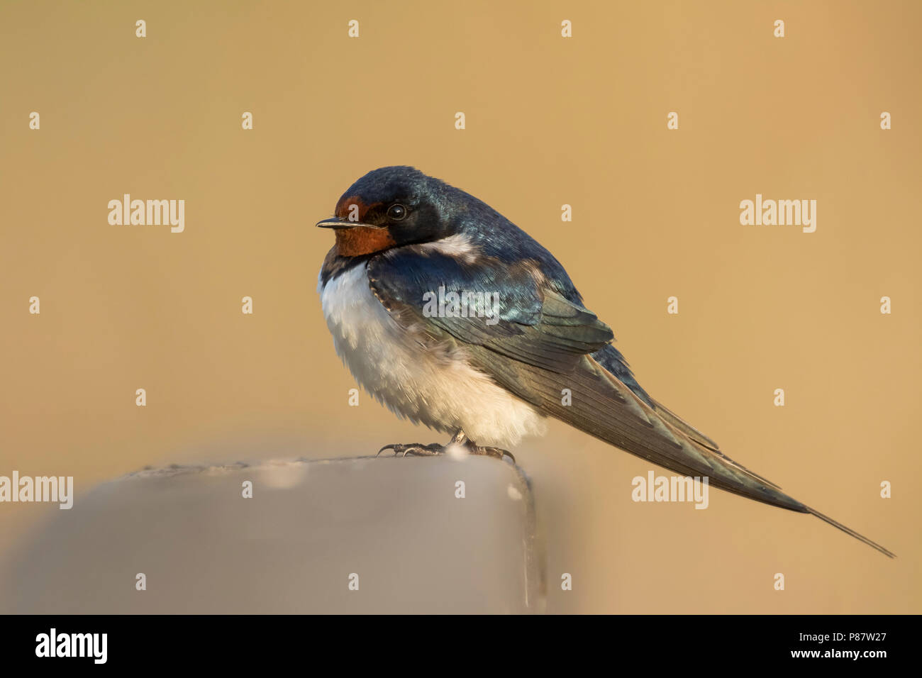 Rauchschwalbe - Rauchschwalbe Hirundo rustica - ssp. rustica, Ungarn, erwachsene Frau Stockfoto