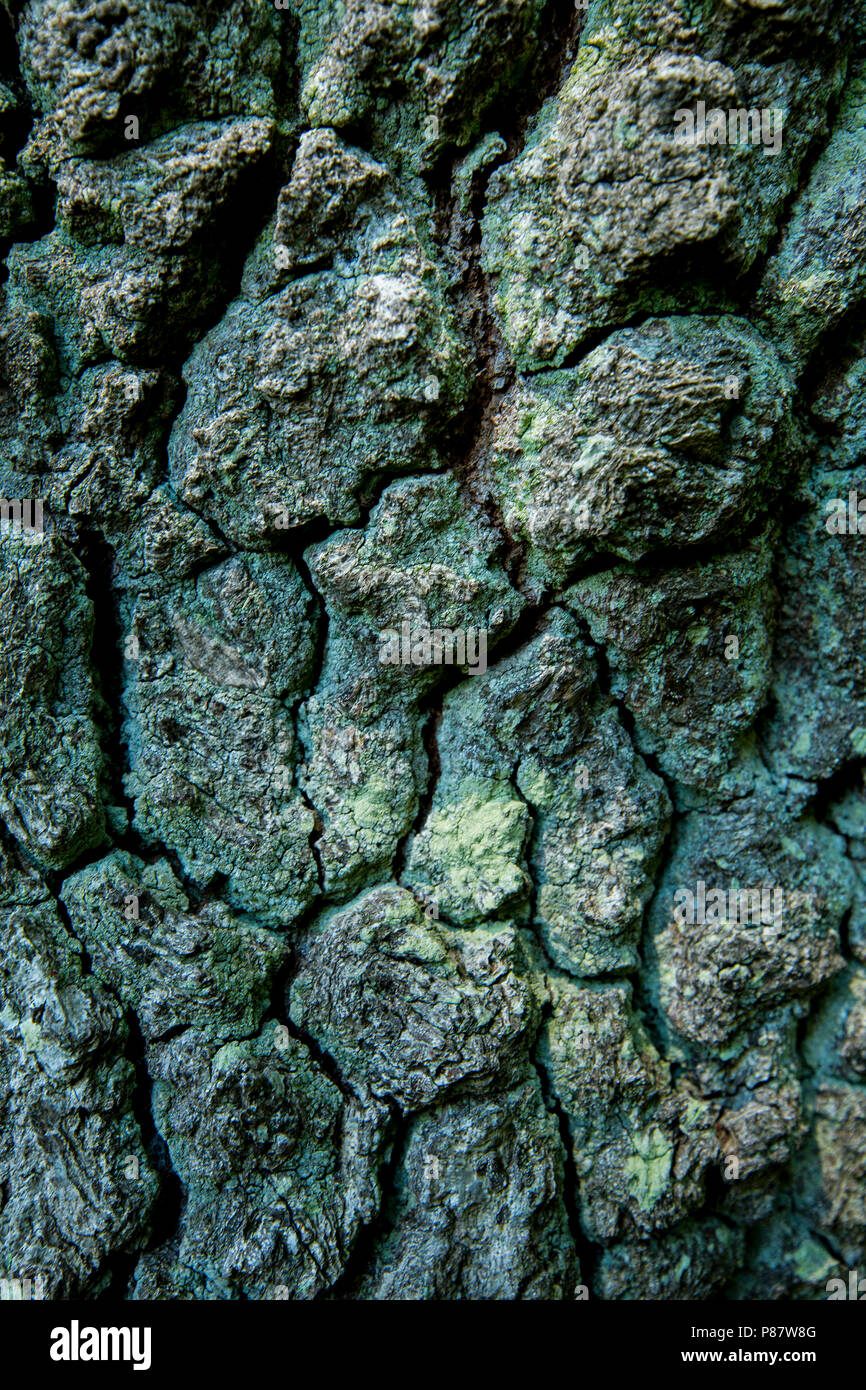 Eikenschors met korstmos, Eichenrinde mit Flechten Stockfoto