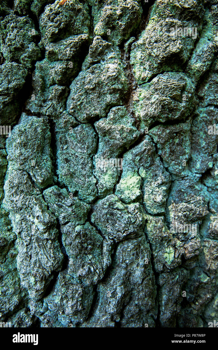 Eikenschors met korstmos, Eichenrinde mit Flechten Stockfoto