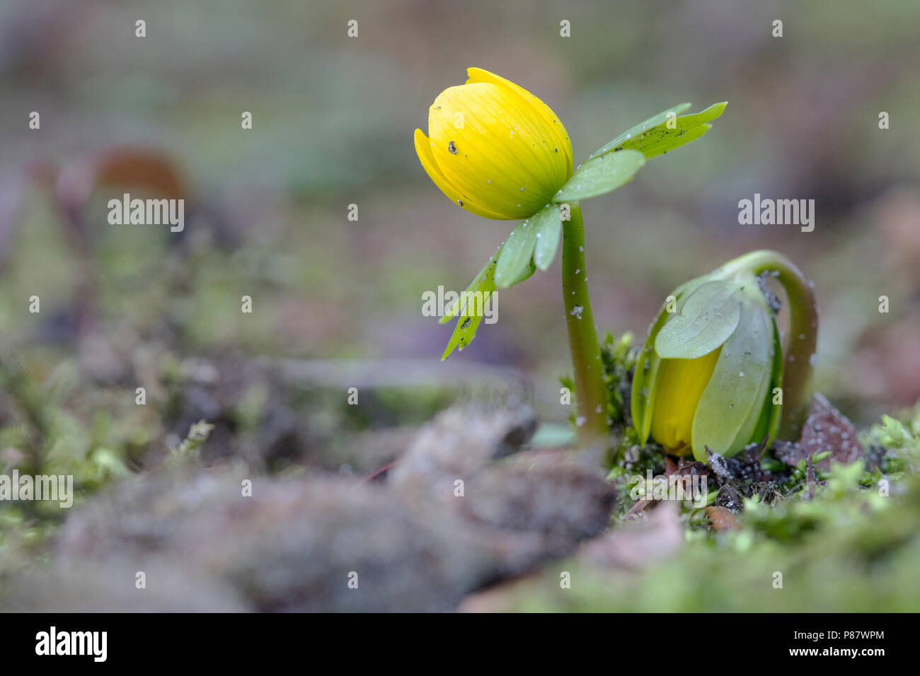 Bloeiende Winterakoniet, blühende Camas Stockfoto