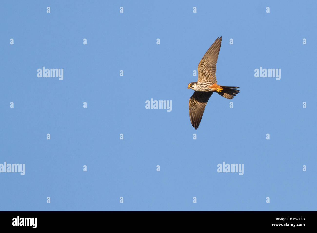 Eurasischen Hobby - - baumfalke Falco subbuteo ssp. Subbuteo, Kasachstan, Erwachsene im Flug Stockfoto
