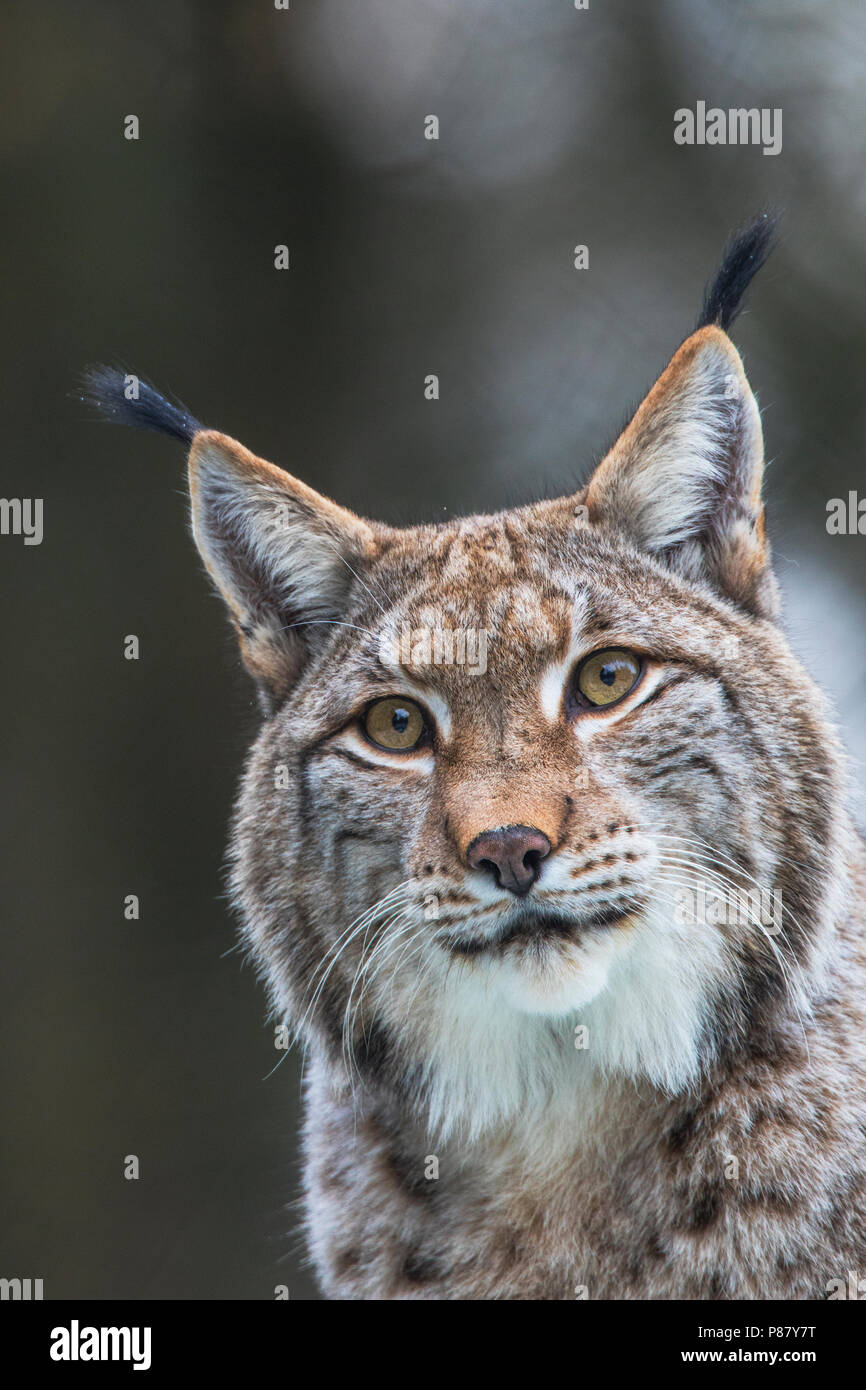 Luchs, der eurasische Luchs Stockfoto