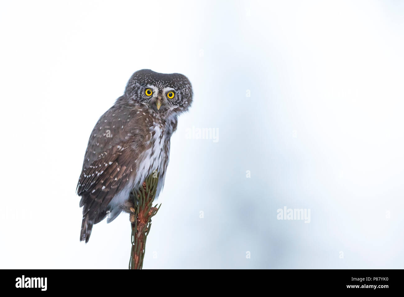 Eurasischen Pygmy-Owl - Sperlingskauz (Glaucidium passerinum passerinum ssp., Deutschland, Erwachsene Stockfoto