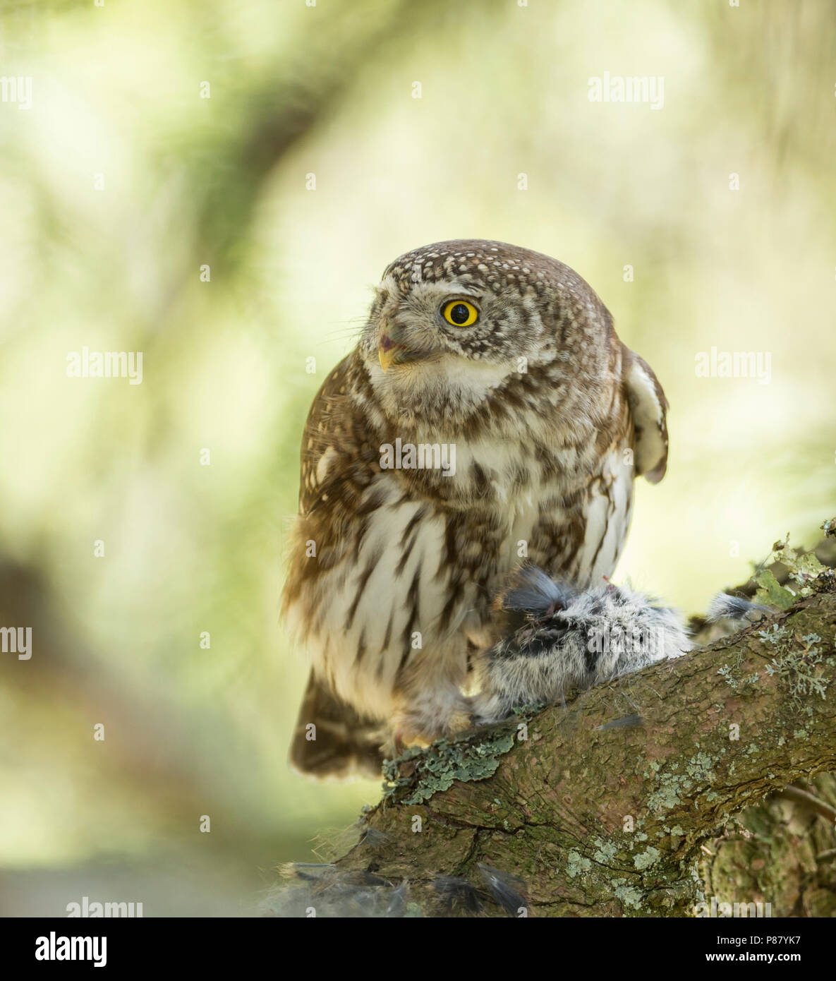 Eurasischen Pygmy-Owl - Sperlingskauz (Glaucidium passerinum passerinum ssp., Deutschland, Erwachsene, weibliche Stockfoto