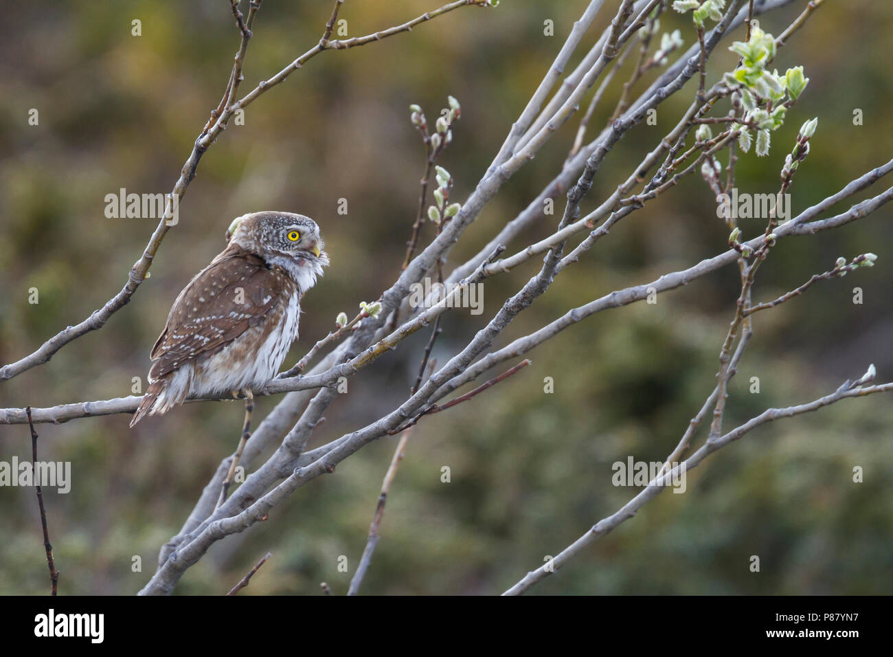 Eurasischen Pygmy-Owl - Sperlingskauz (Glaucidium passerinum passerinum ssp., Österreich, Erwachsene Stockfoto