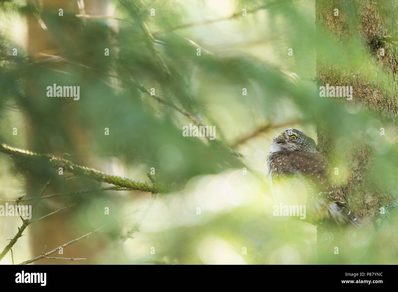 Eurasischen Pygmy-Owl - Sperlingskauz (Glaucidium passerinum passerinum ssp., Deutschland, Erwachsene Stockfoto