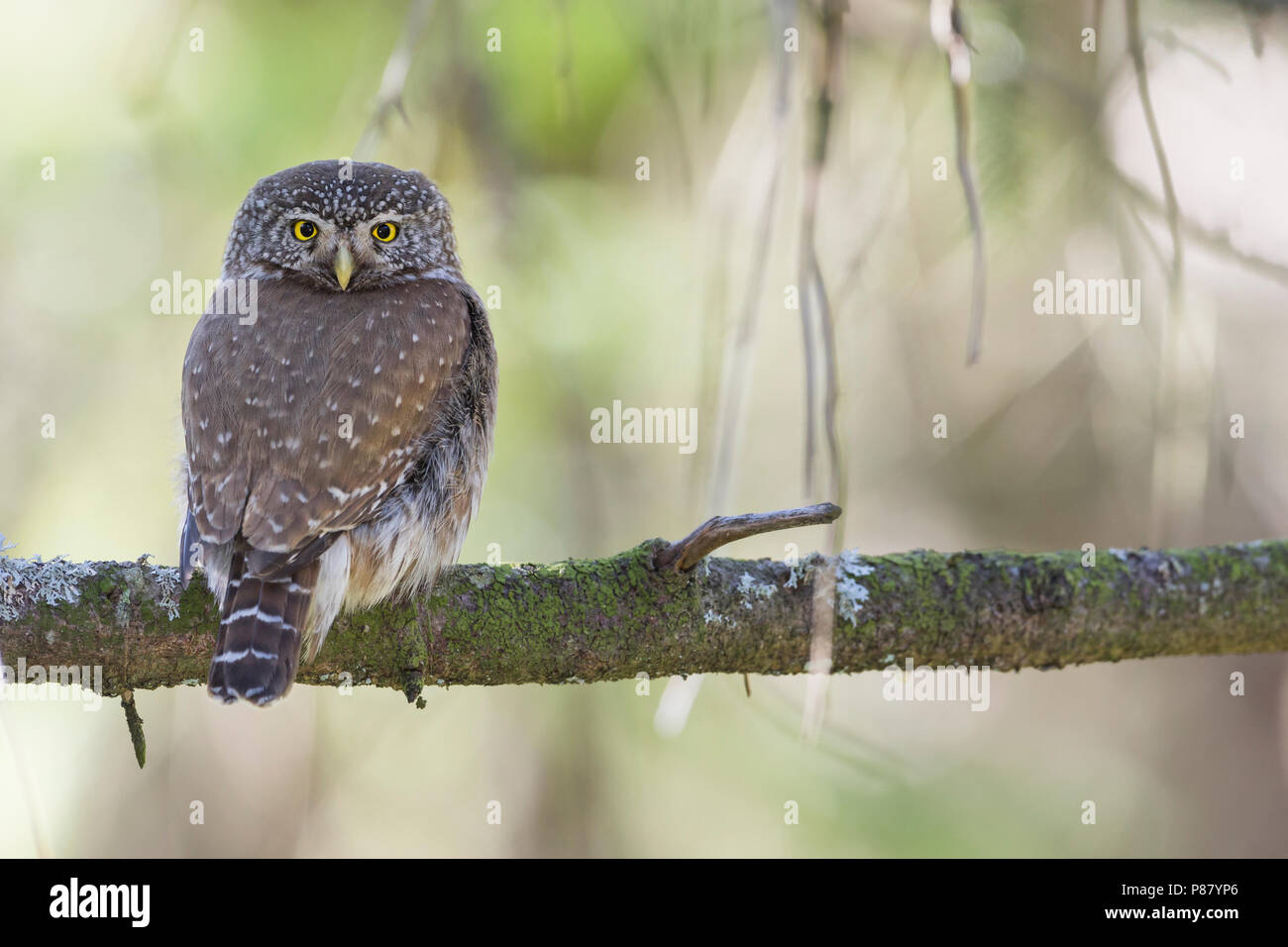 Eurasischen Pygmy-Owl - Sperlingskauz (Glaucidium passerinum passerinum ssp., Deutschland, Erwachsene Stockfoto