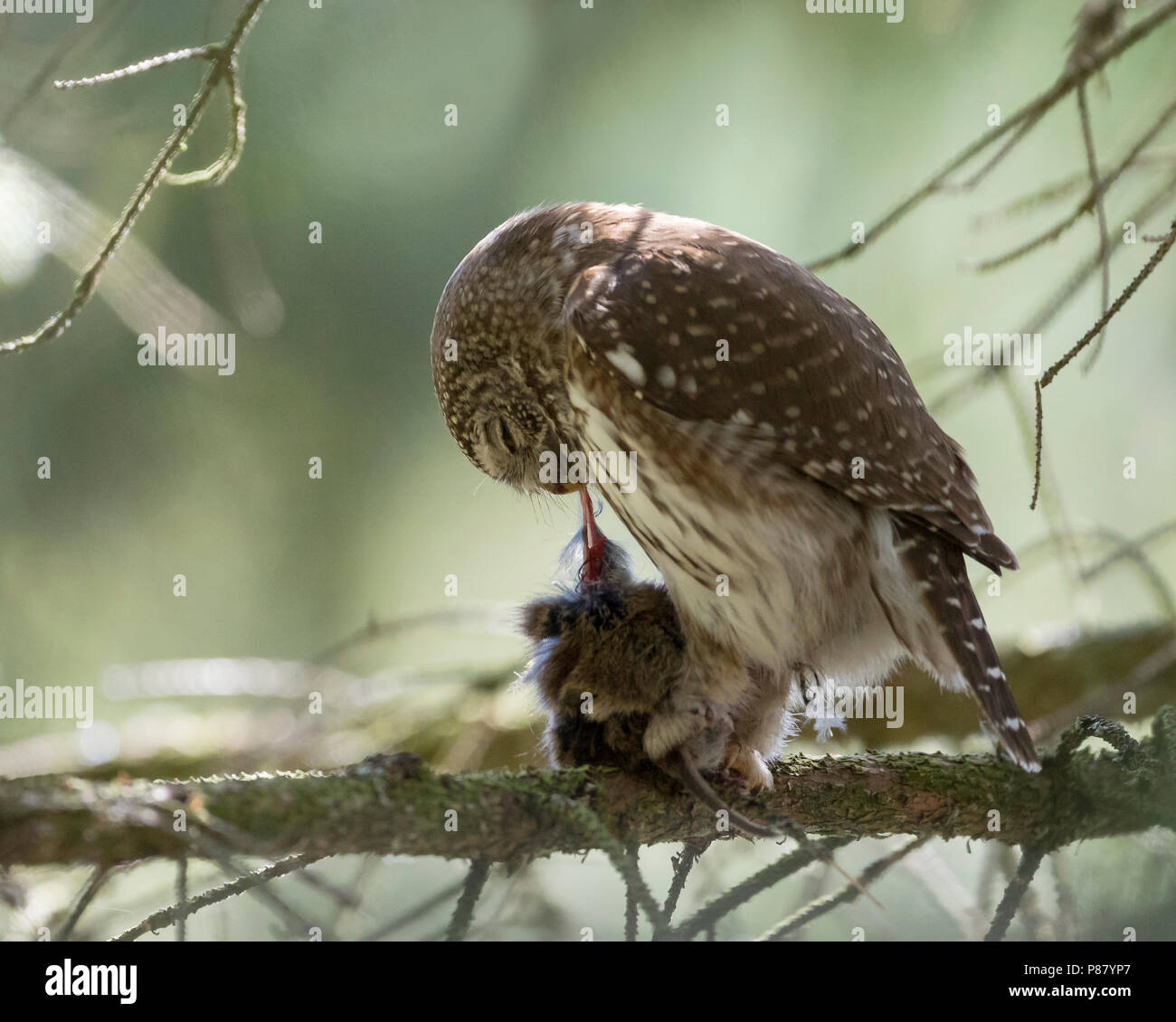 Eurasischen Pygmy-Owl - Sperlingskauz (Glaucidium passerinum passerinum ssp., Deutschland, Erwachsene, weibliche Stockfoto