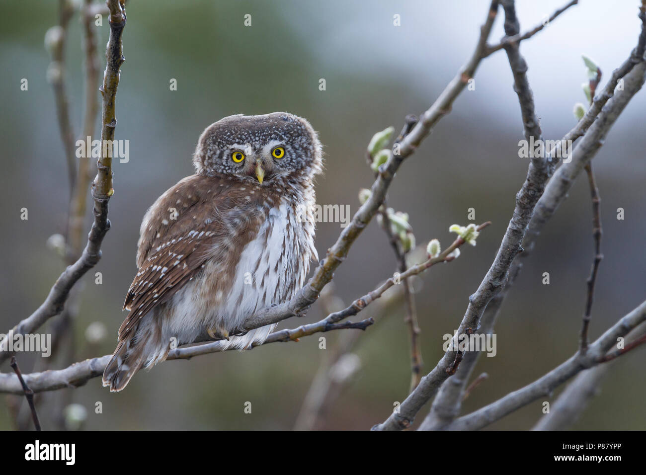 Eurasischen Pygmy-Owl - Sperlingskauz (Glaucidium passerinum passerinum ssp., Österreich, Erwachsene Stockfoto