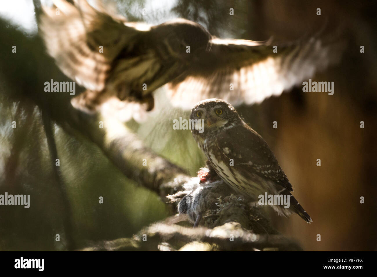 Eurasischen Pygmy-Owl - Sperlingskauz (Glaucidium passerinum passerinum ssp., Deutschland, erwachsenen, männlichen und weiblichen im Hintergrund Stockfoto