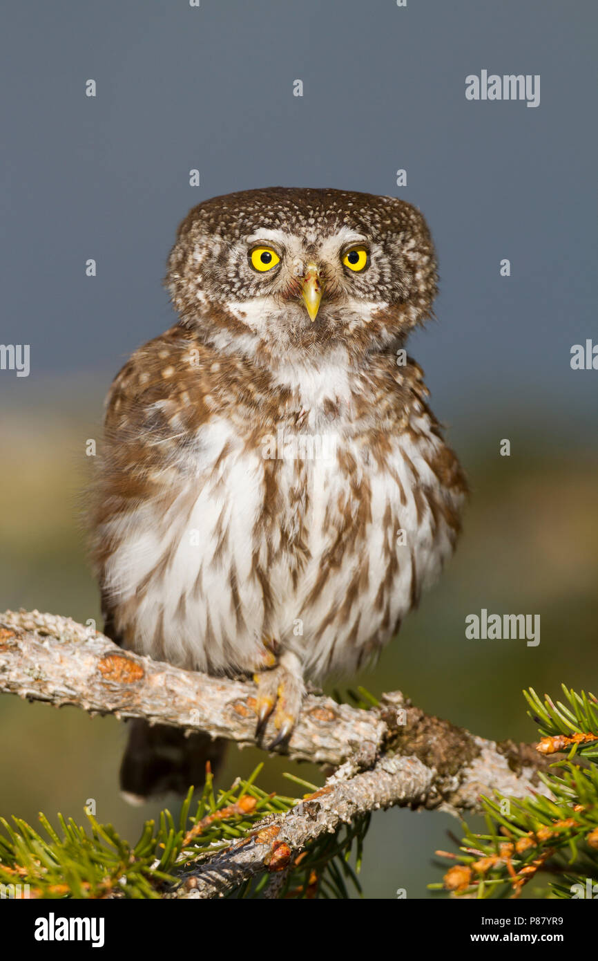 Eurasischen Pygmy-Owl - Sperlingskauz (Glaucidium passerinum passerinum ssp., Österreich, Erwachsene Stockfoto