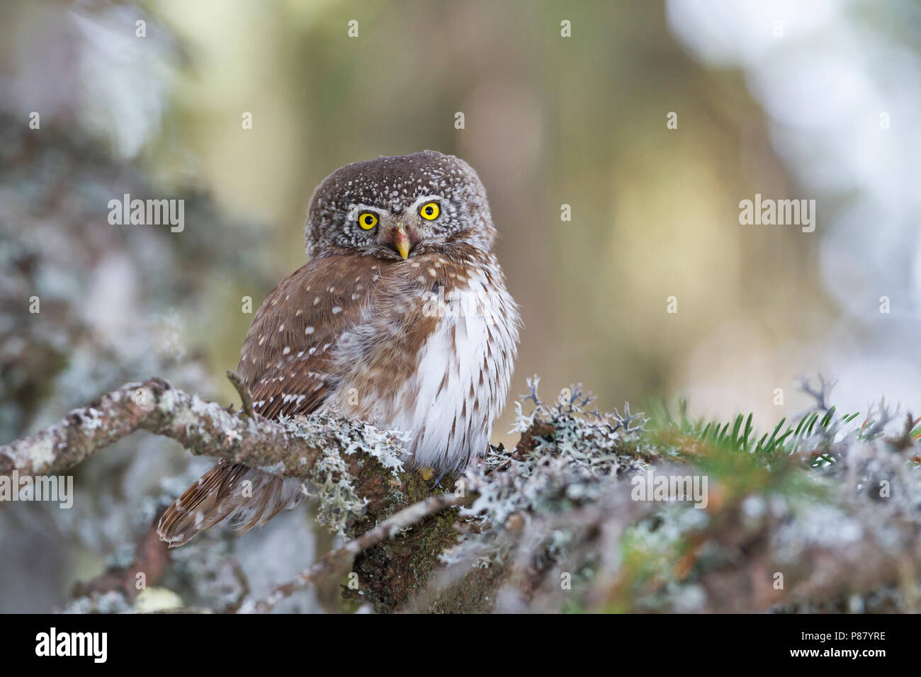 Eurasischen Pygmy-Owl - Sperlingskauz (Glaucidium passerinum passerinum ssp., Österreich, Erwachsene Stockfoto