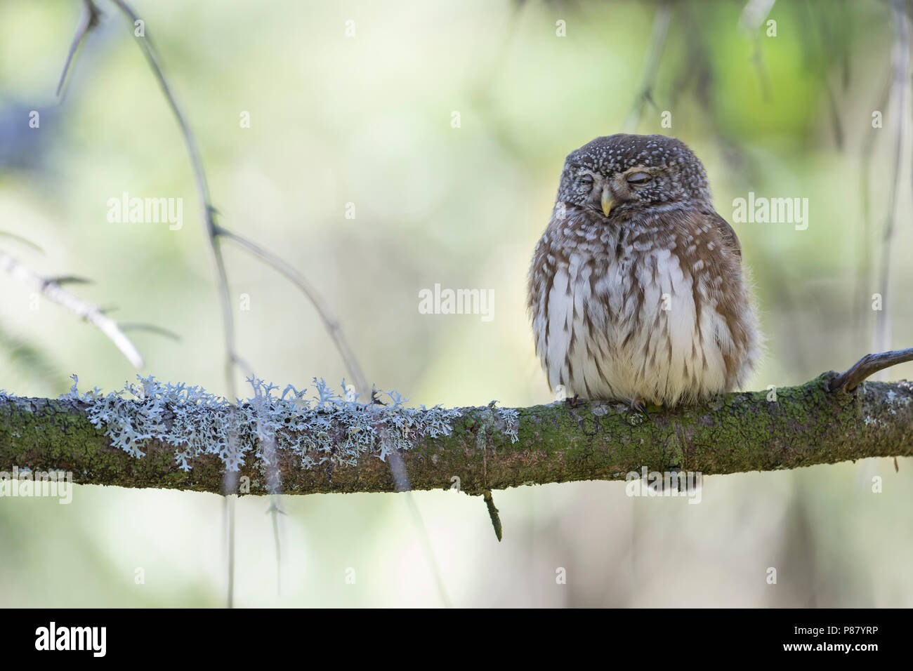 Eurasischen Pygmy-Owl - Sperlingskauz (Glaucidium passerinum passerinum ssp., Deutschland, Erwachsene Stockfoto