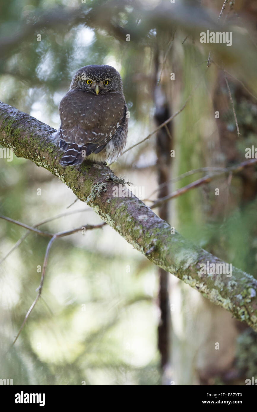Eurasischen Pygmy-Owl - Sperlingskauz (Glaucidium passerinum passerinum ssp., Deutschland, Erwachsene Stockfoto