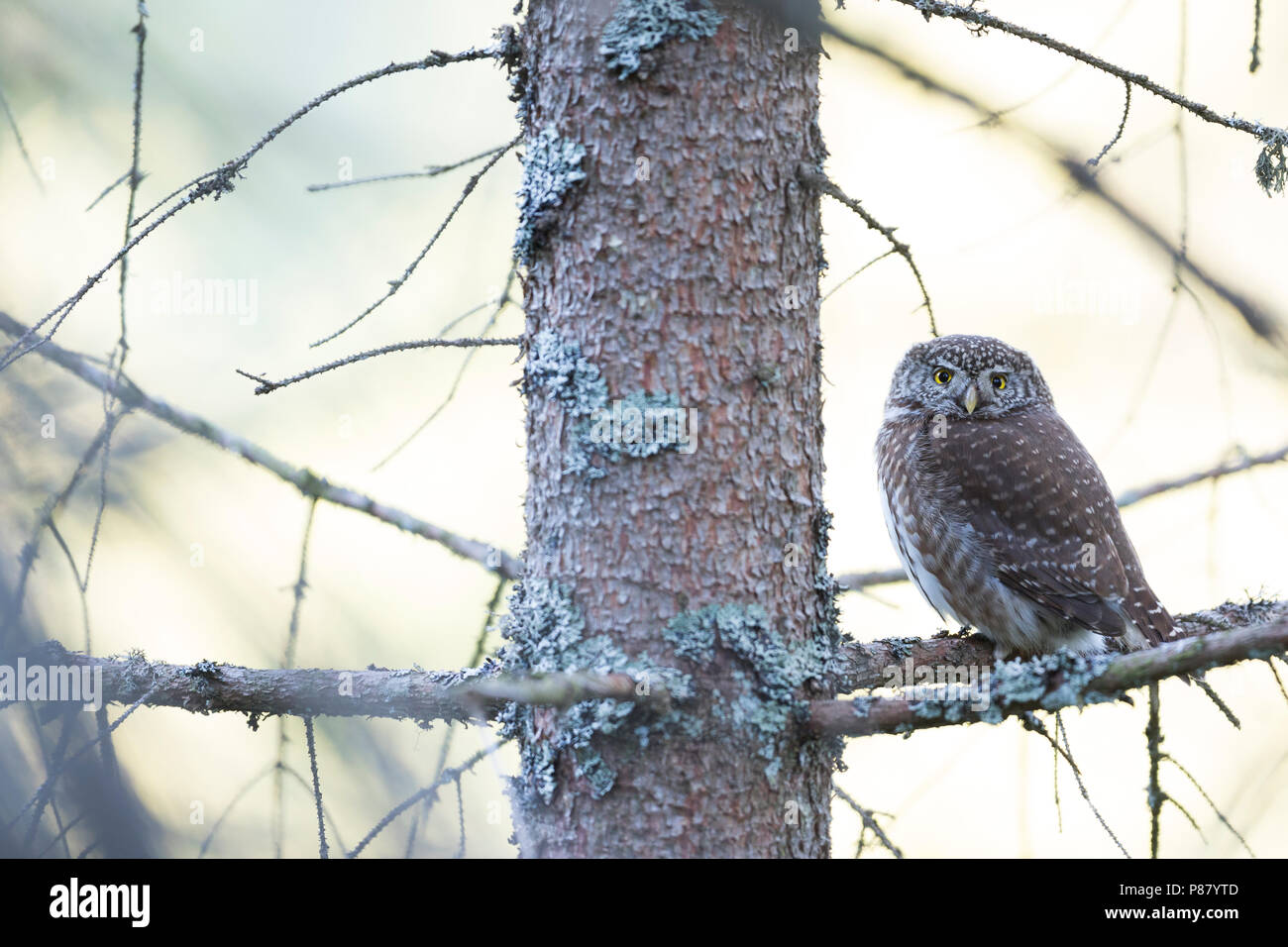 Eurasischen Pygmy-Owl - Sperlingskauz (Glaucidium passerinum passerinum ssp., Deutschland, Erwachsene Stockfoto