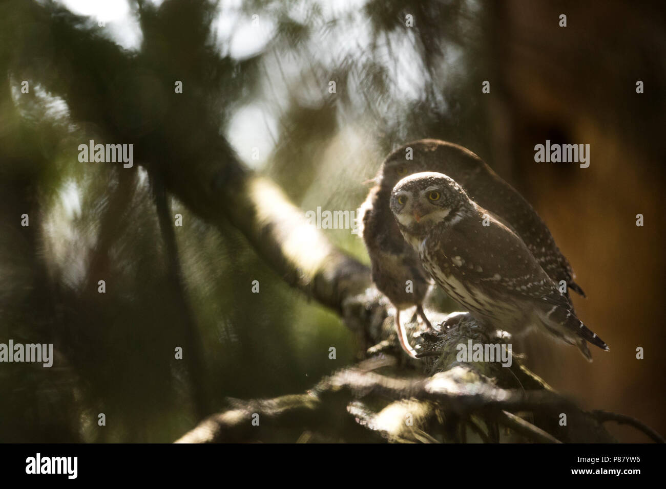 Eurasischen Pygmy-Owl - Sperlingskauz (Glaucidium passerinum passerinum ssp., Deutschland, erwachsenen, männlichen und weiblichen im Hintergrund Stockfoto