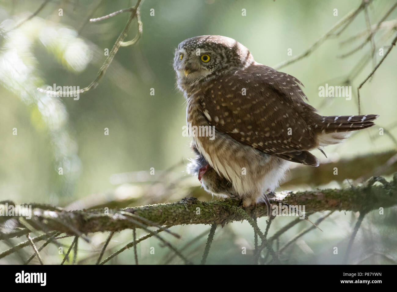 Eurasischen Pygmy-Owl - Sperlingskauz (Glaucidium passerinum passerinum ssp., Deutschland, Erwachsene, weibliche Stockfoto