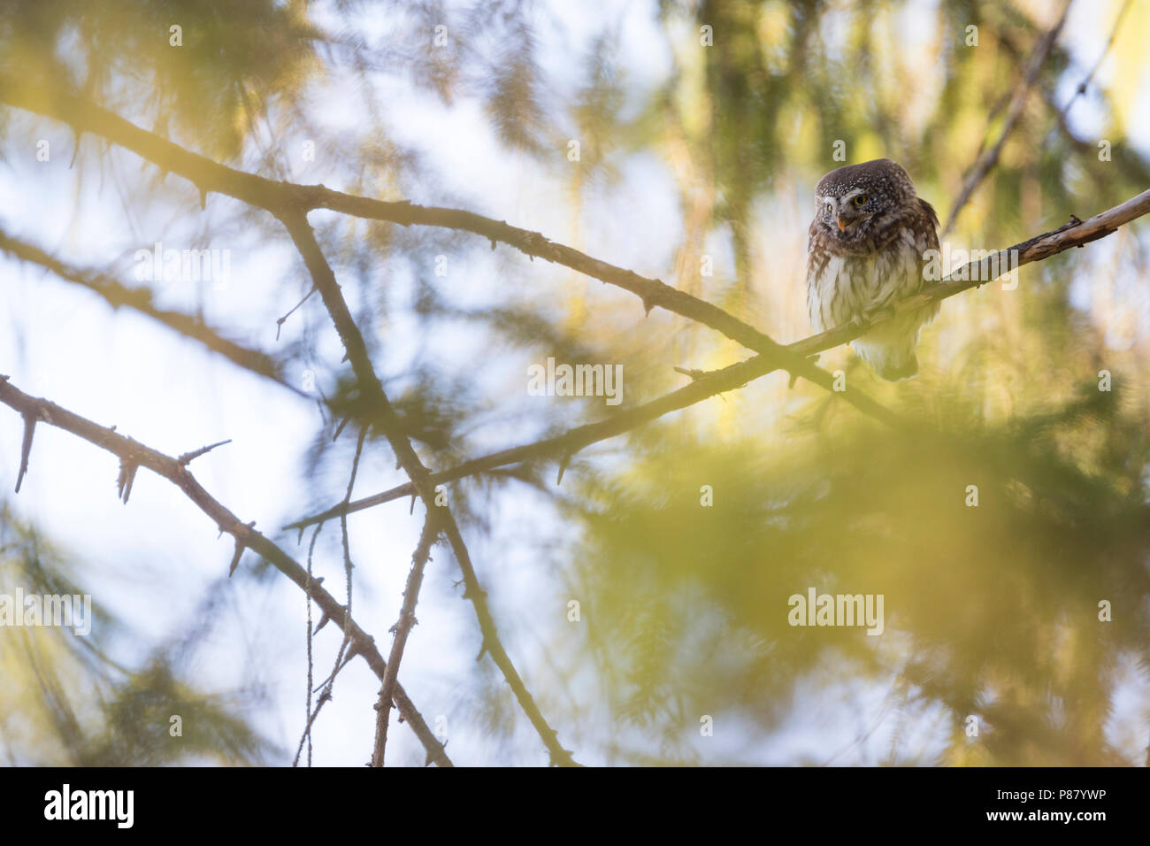 Eurasischen Pygmy-Owl - Sperlingskauz (Glaucidium passerinum passerinum ssp., Deutschland, Erwachsene Stockfoto