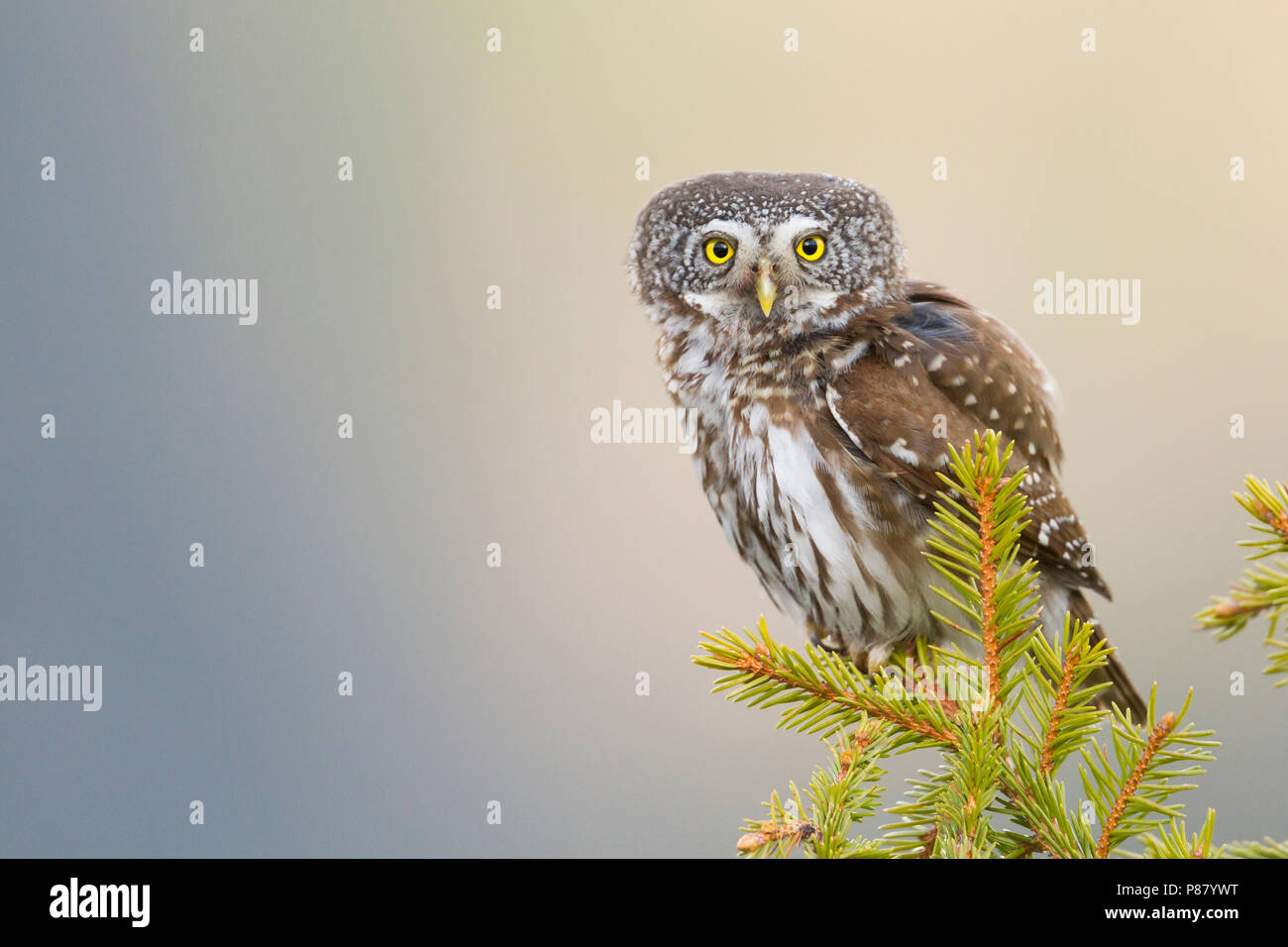 Eurasischen Pygmy-Owl - Sperlingskauz (Glaucidium passerinum passerinum ssp., Österreich, Erwachsene Stockfoto