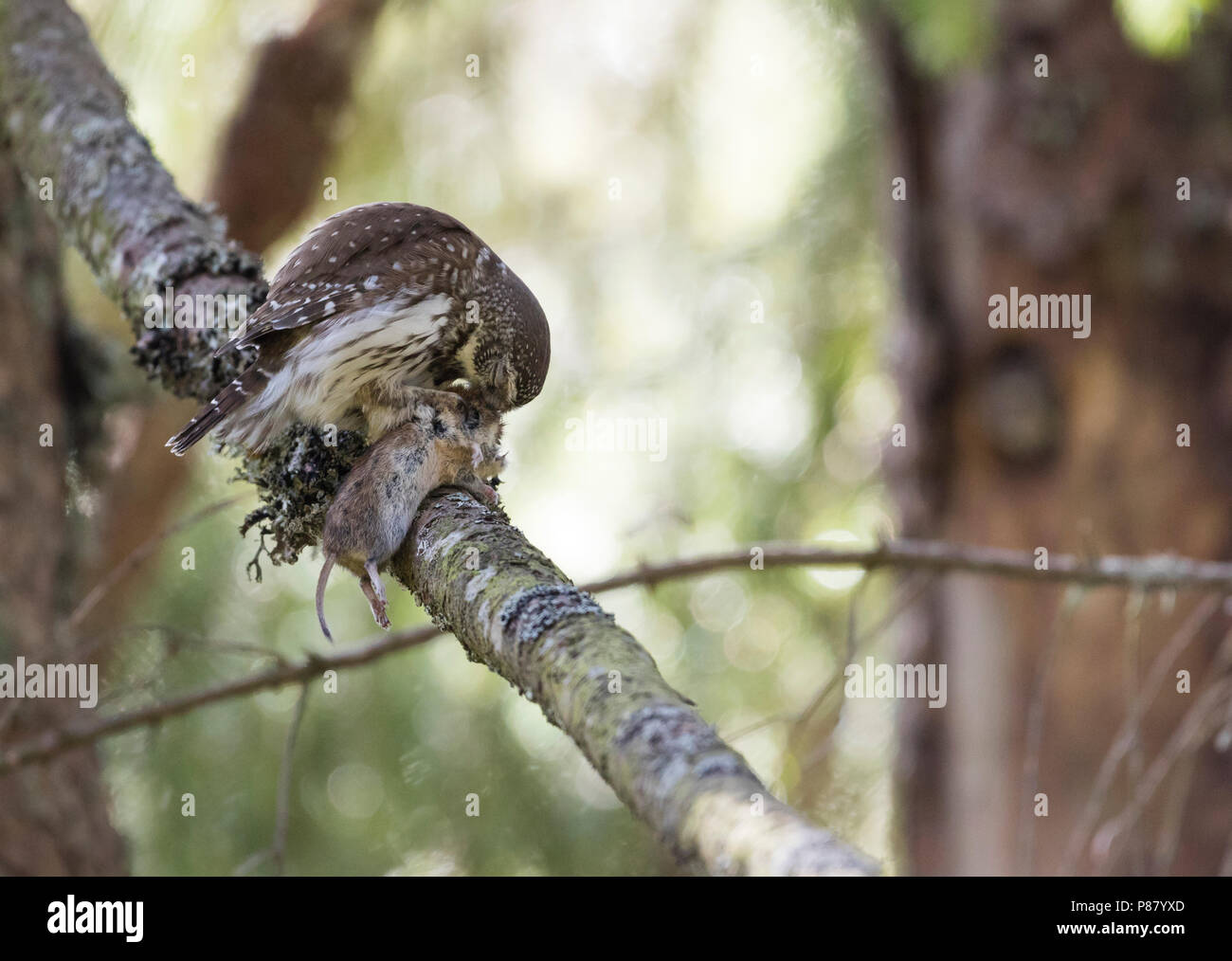 Eurasischen Pygmy-Owl - Sperlingskauz (Glaucidium passerinum passerinum ssp., Deutschland, erwachsenen, männlichen Stockfoto