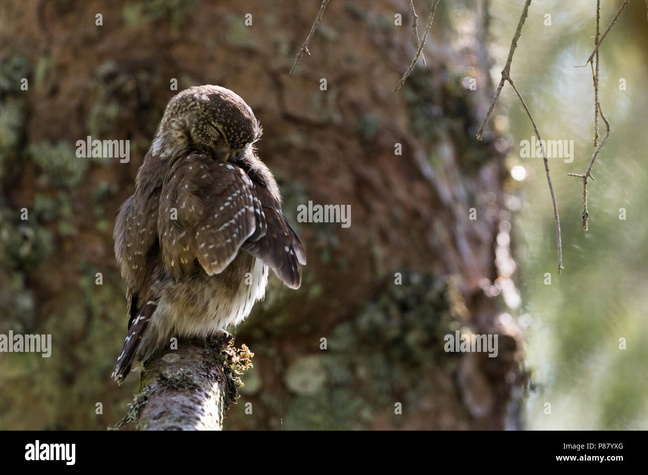 Eurasischen Pygmy-Owl - Sperlingskauz (Glaucidium passerinum passerinum ssp., Deutschland, Erwachsene Stockfoto