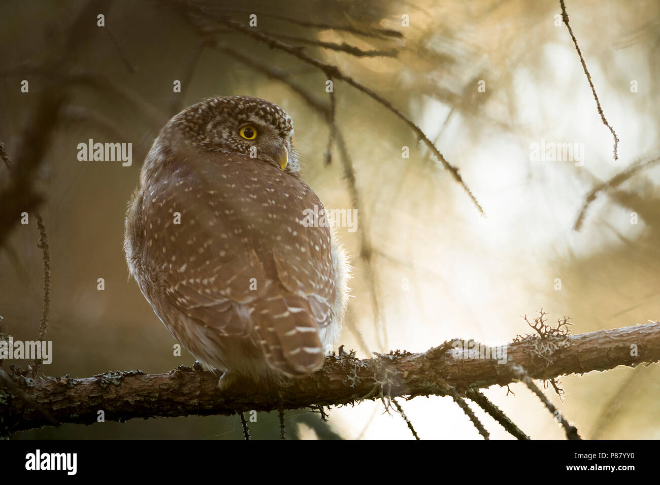 Eurasischen Pygmy-Owl - Sperlingskauz (Glaucidium passerinum passerinum ssp., Deutschland, Erwachsene Stockfoto