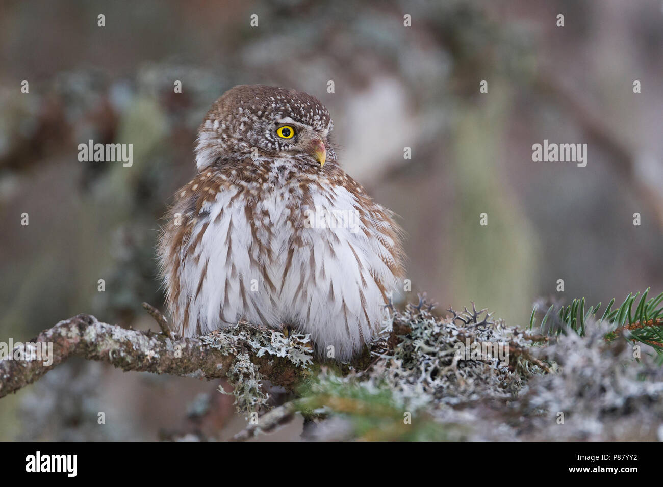 Eurasischen Pygmy-Owl - Sperlingskauz (Glaucidium passerinum passerinum ssp., Österreich, Erwachsene Stockfoto