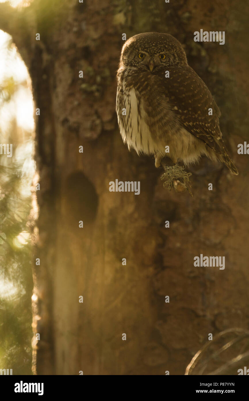 Eurasischen Pygmy-Owl - Sperlingskauz (Glaucidium passerinum passerinum ssp., Deutschland, Erwachsene, weibliche Stockfoto