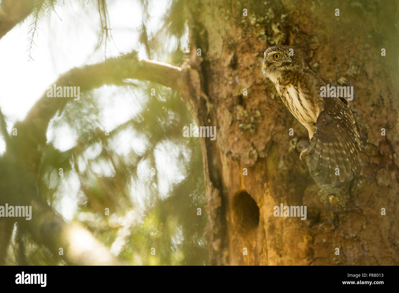 Eurasischen Pygmy-Owl - Sperlingskauz (Glaucidium passerinum passerinum ssp., Deutschland, Erwachsene, weibliche Stockfoto
