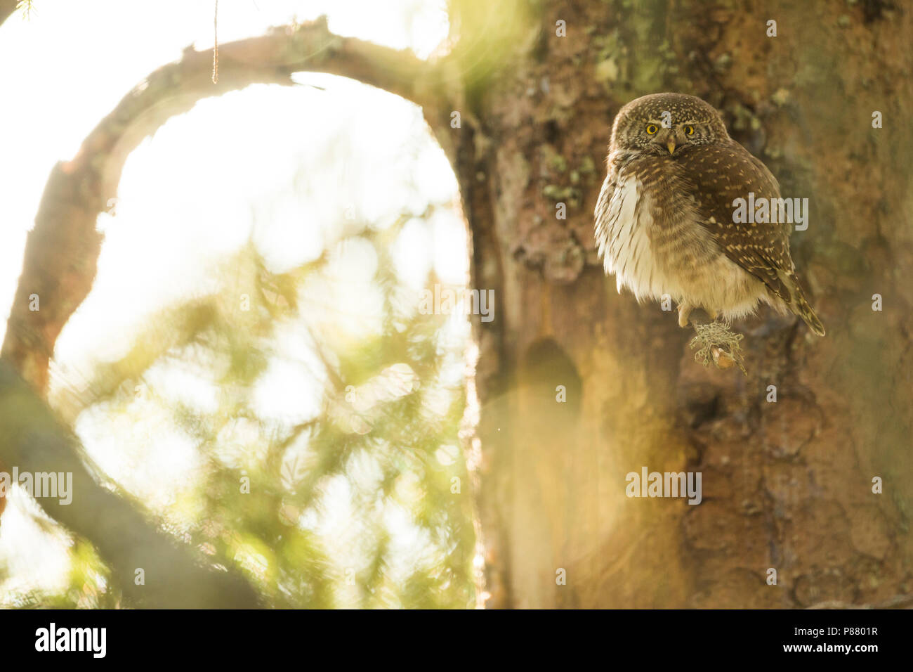 Eurasischen Pygmy-Owl - Sperlingskauz (Glaucidium passerinum passerinum ssp., Deutschland, Erwachsene, weibliche Stockfoto