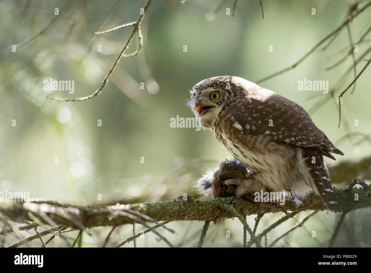 Eurasischen Pygmy-Owl - Sperlingskauz (Glaucidium passerinum passerinum ssp., Deutschland, Erwachsene, weibliche Stockfoto