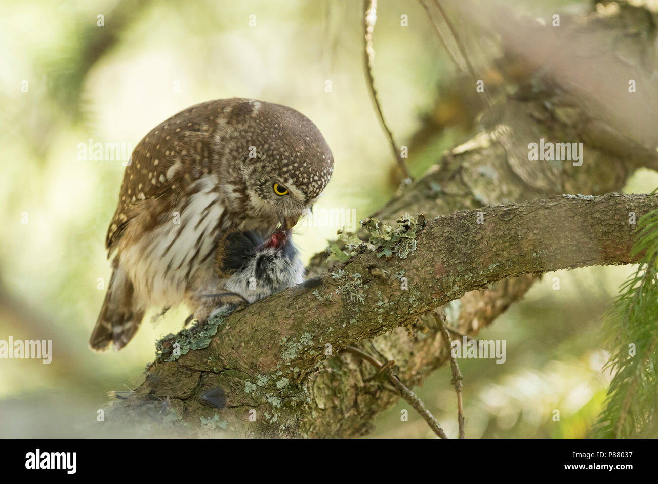 Eurasischen Pygmy-Owl - Sperlingskauz (Glaucidium passerinum passerinum ssp., Deutschland, Erwachsene, weibliche Stockfoto