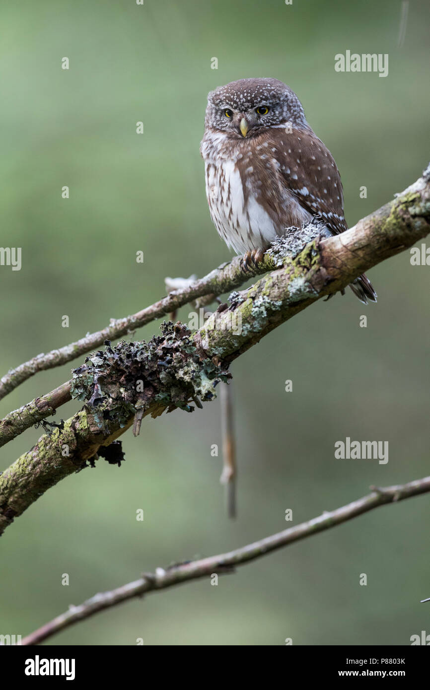 Eurasischen Pygmy-Owl - Sperlingskauz (Glaucidium passerinum passerinum ssp., Deutschland, Erwachsene Stockfoto